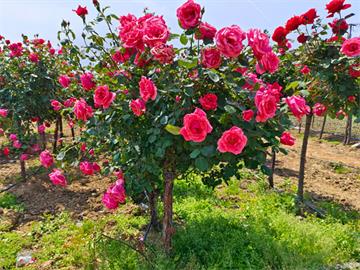 不同颜色玫瑰花的花语是什么？