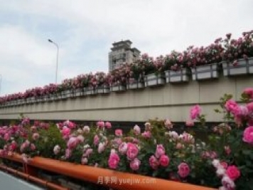 上海城市高架变“花路”，这些月季进入盛花期啦!