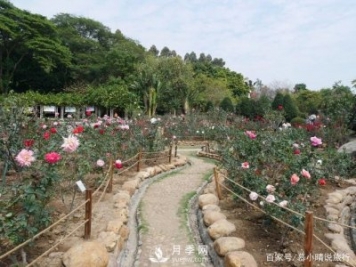 广州“五彩缤纷”的月季花园，开满全园，游客赞道太美了