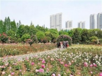 武汉市第十三届月季展，青山和平公园等你来打卡