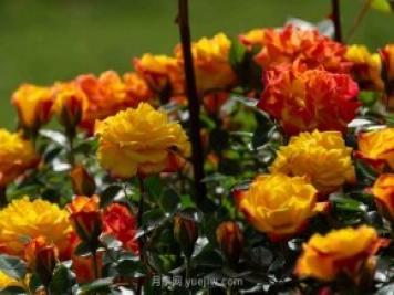 安阳市滑县森林公园月季花开放，赏花打卡正当时