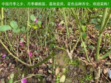 上海龙凤419：月季裸根苗的选购、栽植、肥水、养护技术大全