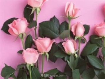 从1-9394朵玫瑰花语加图片，送花原来这么多讲究!