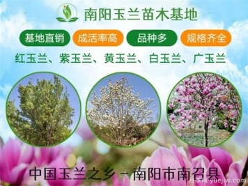 行道树的分类，常见的常绿行道树品种有哪些？