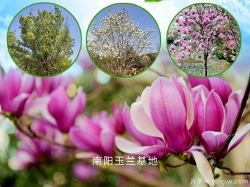 南阳玉兰基地：紫玉兰的园林用途和功效作用