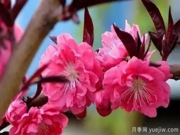 红叶碧桃的种植养护及修剪技术方法介绍