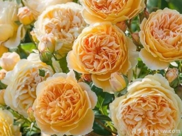 大花香水月季的养护方法，分享10种花香飘满屋