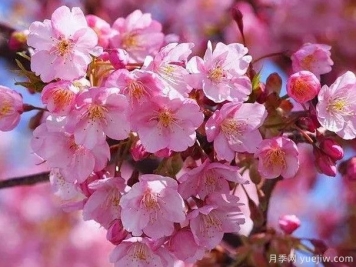 园林绿化中常见的樱花品种主要有哪些？