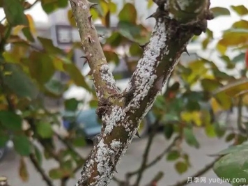 树状月季的桑盾蚧虫害有哪些伤害害，该如何防治？