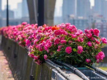 杭州高架月季盛开，200万株月季花装扮空中花廊