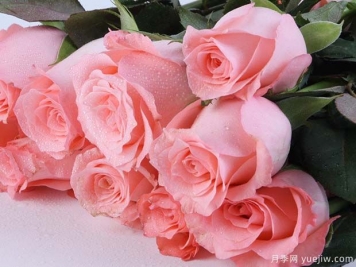 戴安娜玫瑰的花语是什么？有图片的更好？