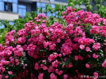 武汉新增多条绝美月季花道，江城处处花海景观