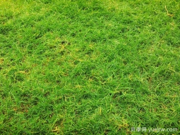 夏季铺草坪发黄干枯，如何提高草皮铺植成活率？