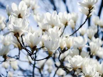 白玉兰是一种具有坚强意志和美丽花朵的植物