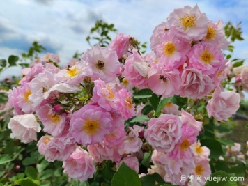 山木香和野蔷薇的辨识区别