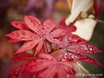 日本红枫、美国红枫、中国红枫到底有何不同？