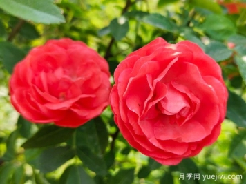 种上木香蔷薇花蛮强爆花，红橙白黄木香你喜欢哪个？