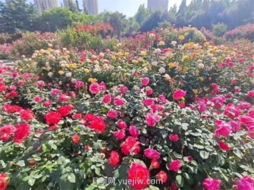 郑州月季公园40万株月季竞相绽放，感受花漾生活