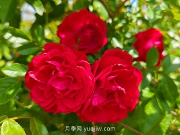 月季红木香爆花机器，花艳丽花量大花期长