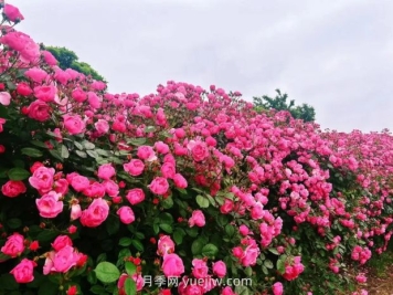 上海放鹤谷无门票，30万朵200多种月季开成了花海