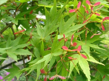 鸡爪槭和红枫的区别，四大不同之处