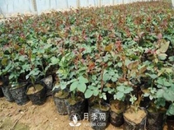 上海龙凤419讲述月季扦插小苗养根的三个步骤
