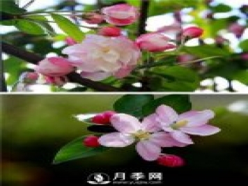 海棠花，与牡丹、兰花、梅花并称为“中国春花四绝”