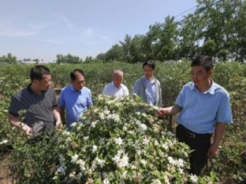 唐河唐栀子，地标农产品成农民增收致富的朝阳产业