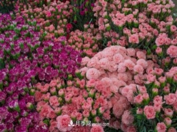 中国6大花市，全国花卉批发市场介绍
