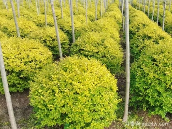 荆门沙洋县十里铺镇4万亩苗木成为致富的绿色产业