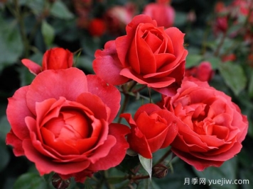 21朵玫瑰：不只是浪漫，还藏着这些深意