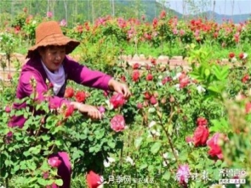 山东淄博沂源60亩月季花竞放，美丽产业助推特色乡村旅游