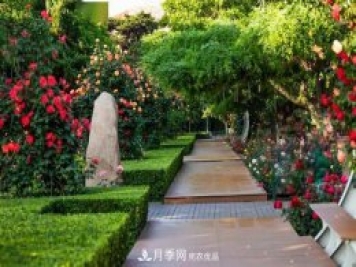 秦皇岛适合养月季花，市花和市树是什么