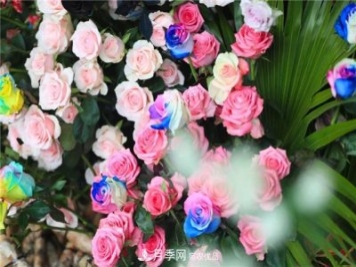 别惊讶，市面上卖的玫瑰竟都是月季？上海辰山植物园月季品种多