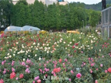 花开华南地区，哪些月季品种，征服了广州这片“热土”？