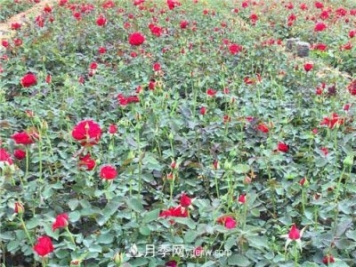湖北宜昌:年轻夫妻创办月季种植园，累并快乐着!