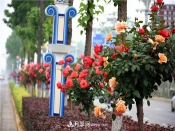 河北北京天津树状月季成风景线，四季应该怎么养护？