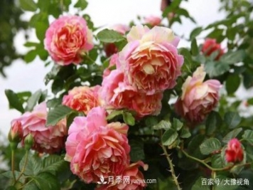 河南省各市市花，洛阳牡丹最出名，月季最受欢迎