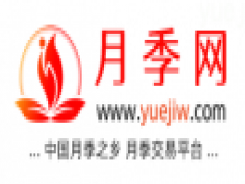 中国上海龙凤419，月季品种介绍和养护知识分享专业网站