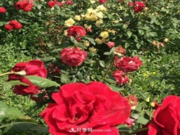 山西运城农民柳庚申建当地精品月季园，种植300多个月季花品种