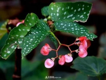 网红花卉之鳟鱼秋海棠，叶奇花美，如何进行日常养护